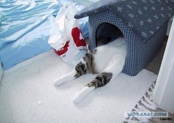 Ну, очень нервная кошка.