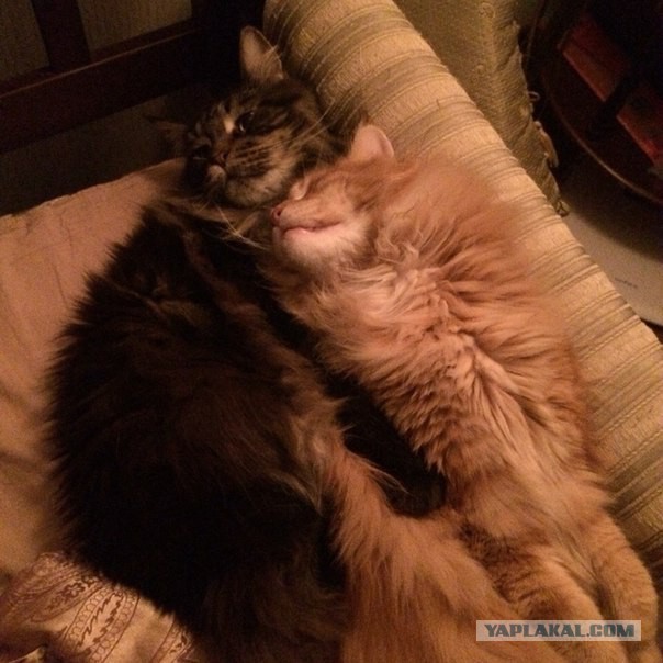 Укрощение кота