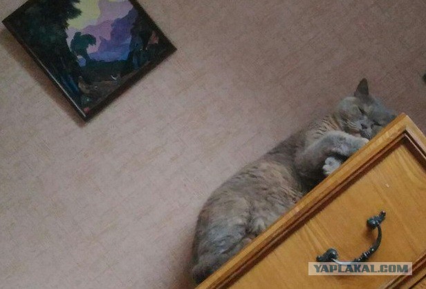 Котовторник 26.07 2016