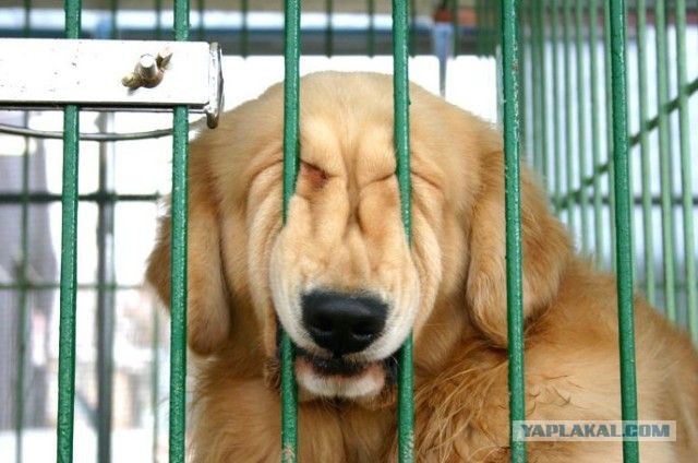 Фото из конкурса на самую смешную фотографию дикой природы