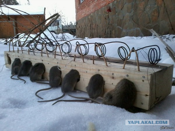 Как использовать клеевые ловушки для грызунов в магазинах.
