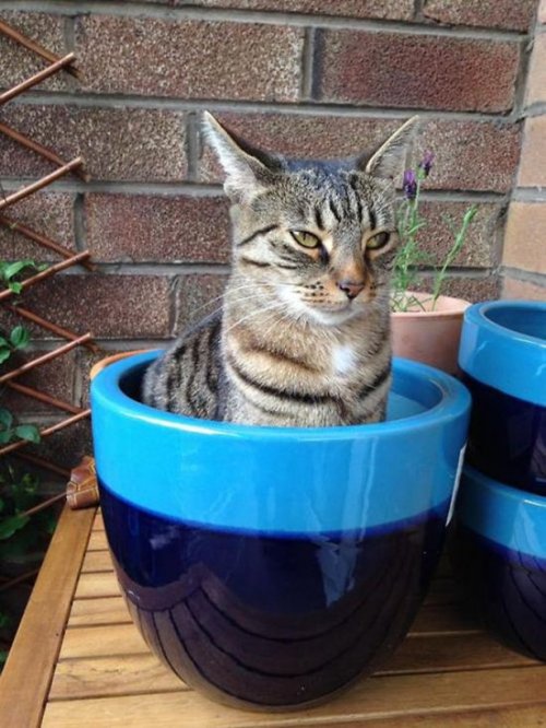 Коты из сети