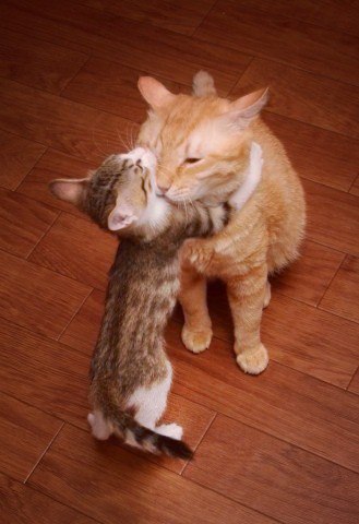 Коты из сети