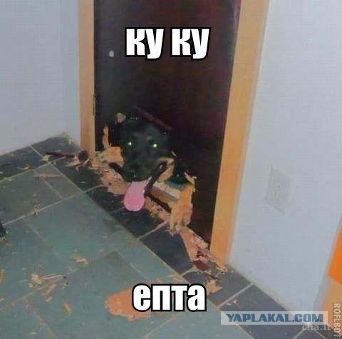 Бобры атакуют