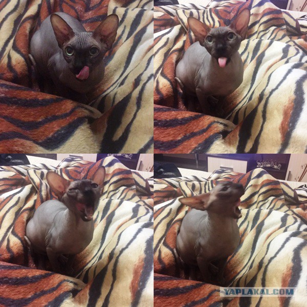 Котовторник 28.02.2017