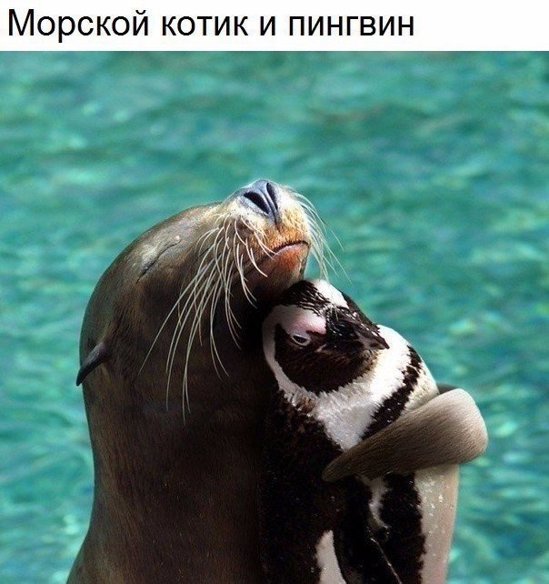 Самые смешные животные
