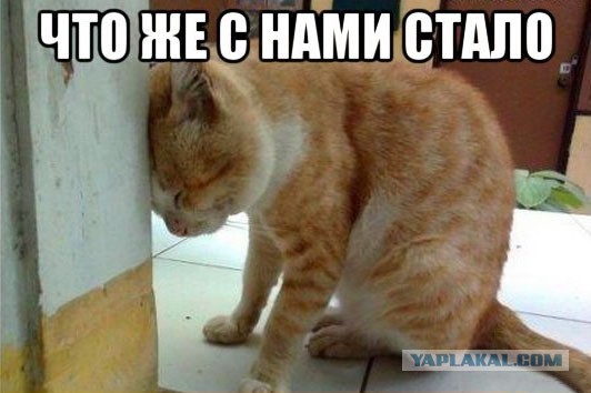 Написал Юрию Лозе о том что могу поехать на Евровидение! Жду ответа! (текст и видео прилагается) (Пашкет)