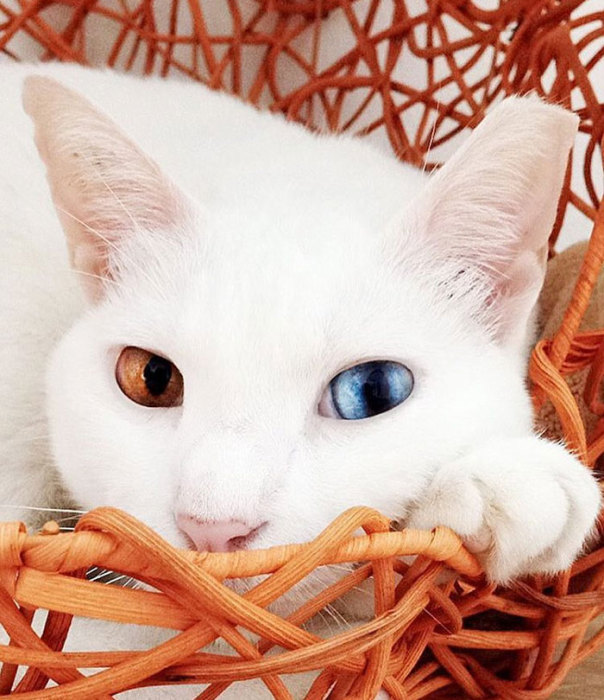 Коты и Кошки