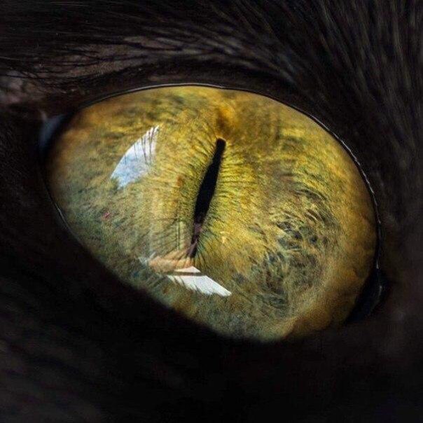 Коты и Кошки