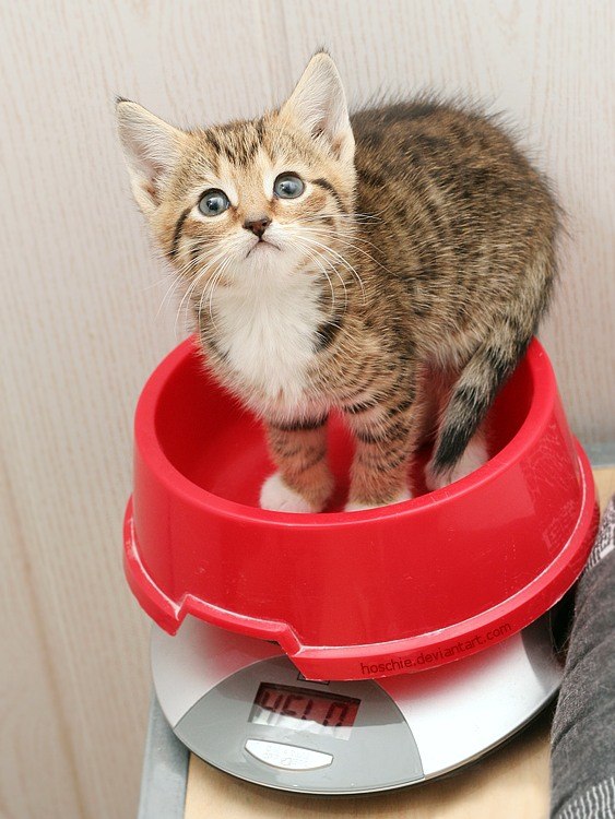 Коты и Кошки