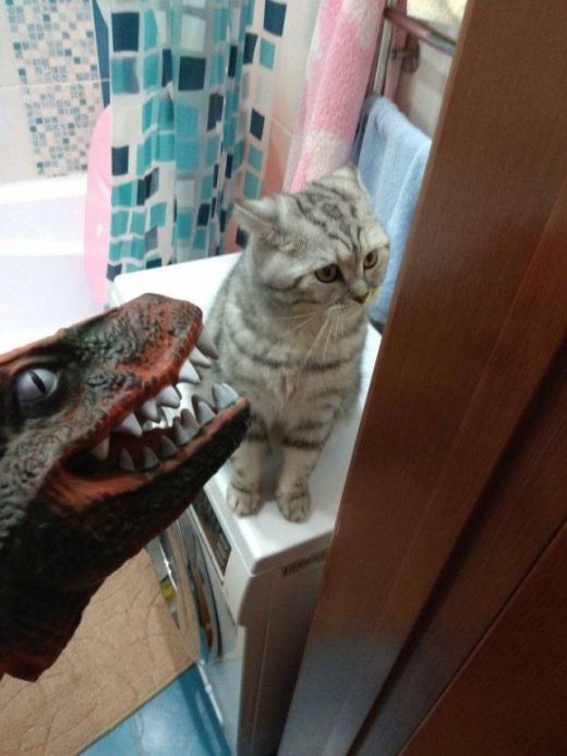 Прикольных котов пост