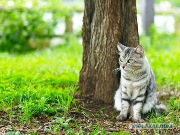 Котовторник  на  ЯПлакалъ