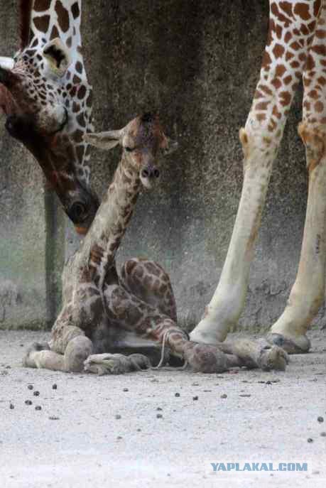 Новорожденный жирафик