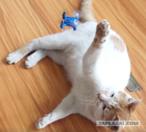 Котобитва. Перехватил на взлете