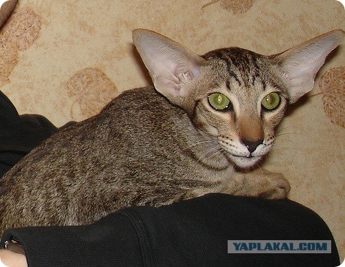 Котовторник (24.03)
