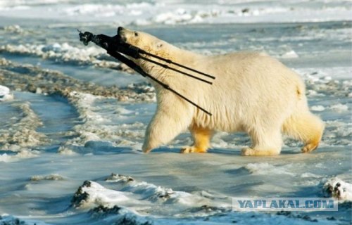 Интересно, что успел подумать фотограф?