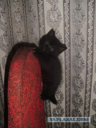 Сонный Котовторник