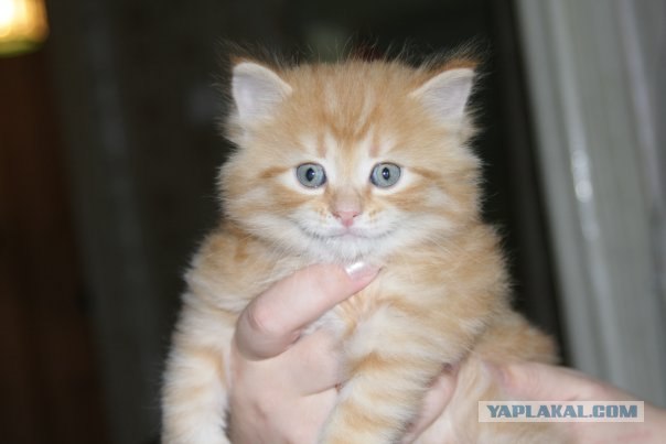 Котовторник 22.11.11