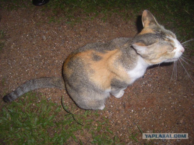 Котовторник 27.12.11