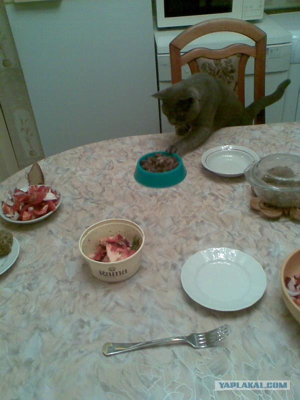Котовторник (14.02.2012)