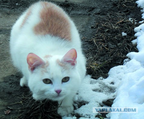 Котовторник! 13.03.2012