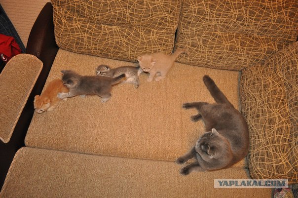Котовторник 10.04.2012