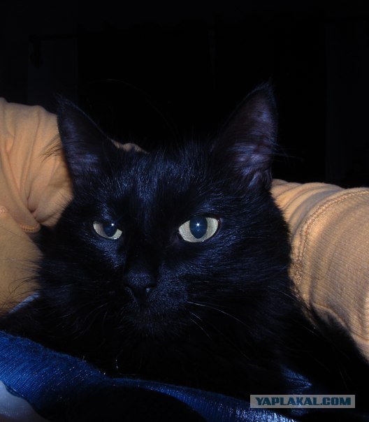 Котовторник  21.08.12