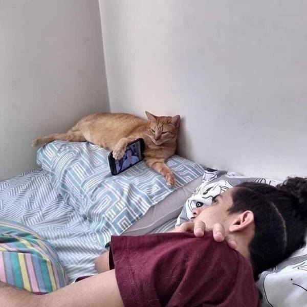 Забавные фото котеек