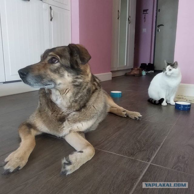 Уже не котовторник, но еще и не собакочетверг