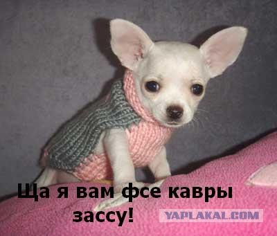 Фотожаба: Прикольный ковер!
