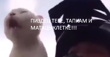 Взял кота покататься