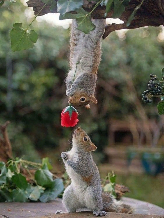Эти забавные животные