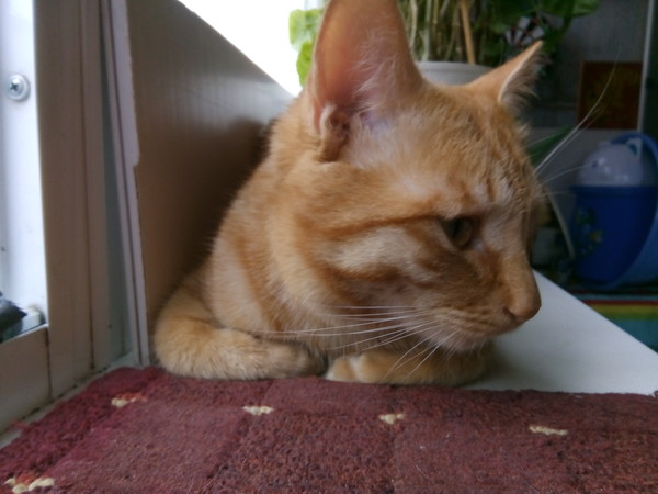 Вторник-кото