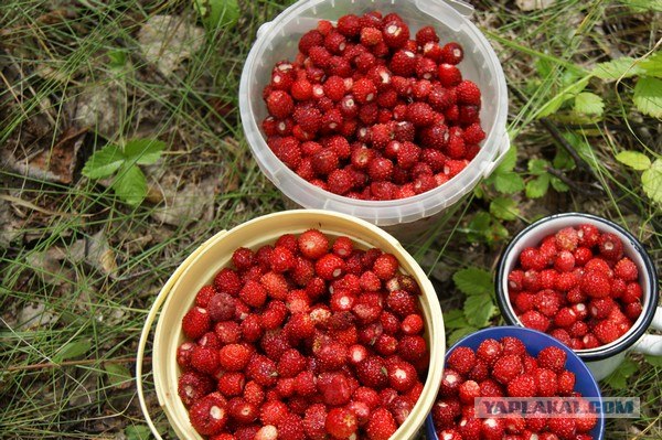 Пироги от © FrauMartы. Платиновый альбом.