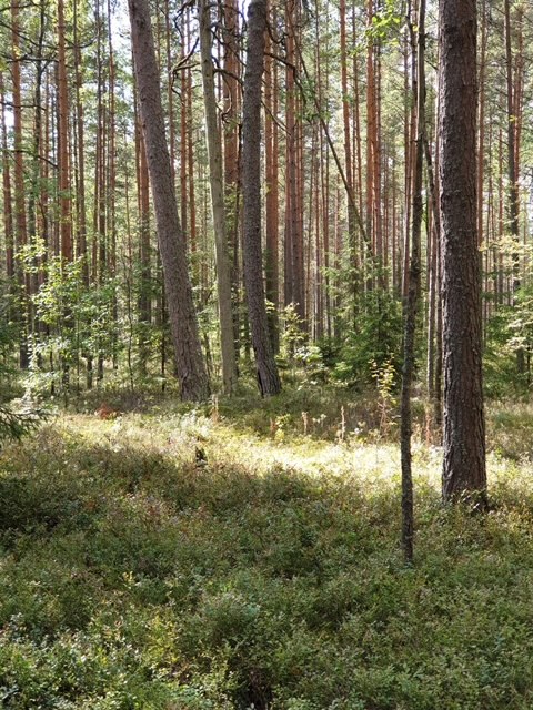 "Я не такая, я за серьезные отношения"