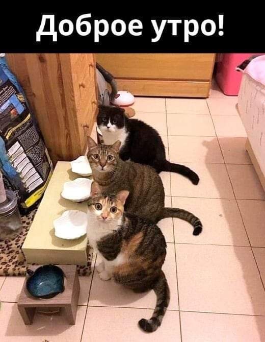 К котофторнику