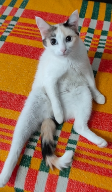 Хоть и не котовторник...