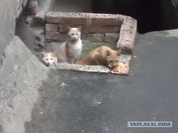 Котовторник  07.05.2013