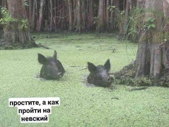 А кто это мы?