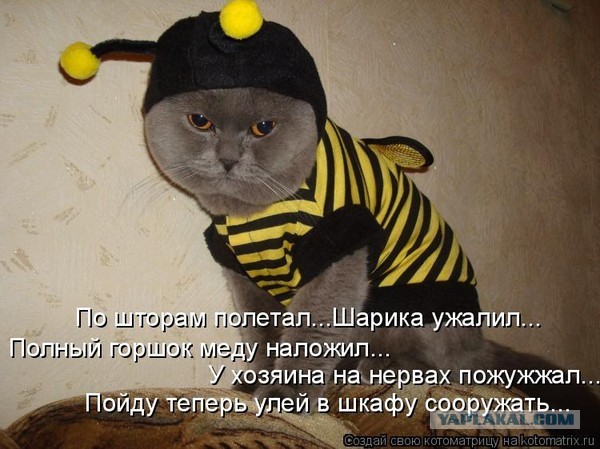 В улей не пускают просто