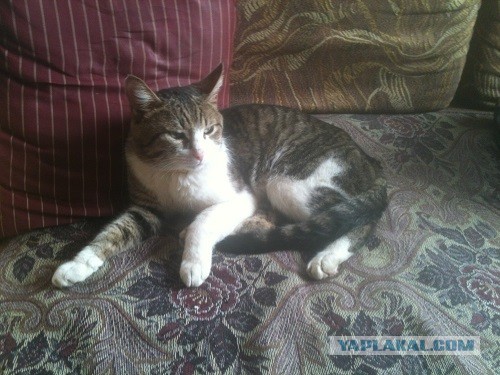 Котовторник 04.06.2013