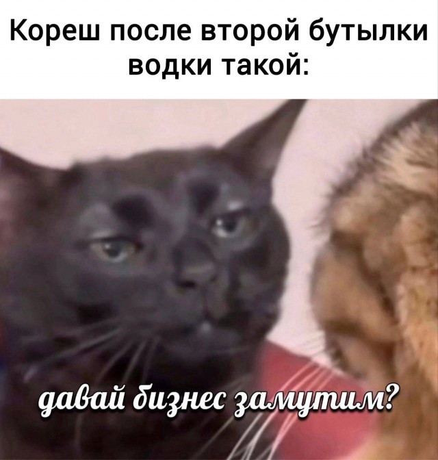 К котовторнику: подборка картинок-баянов с котиками и про котиков. Выпуск 3.