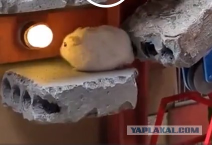 Залипательное кино