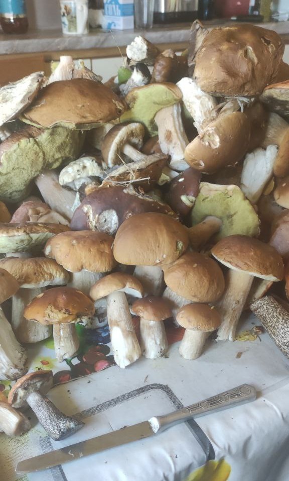Рыжики( грибы).
