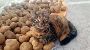 Про картошку
