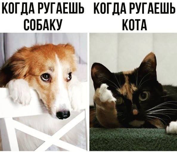 Подборка картинок-баянов с котиками и про котиков. Выпуск 21
