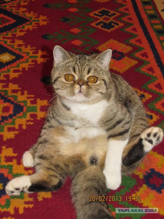 Котовторник 01.04.2014
