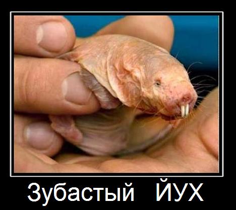 Шоколадка