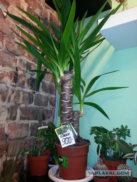 Плюсомет со шпалометом