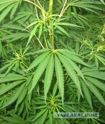 Плюсомет со шпалометом